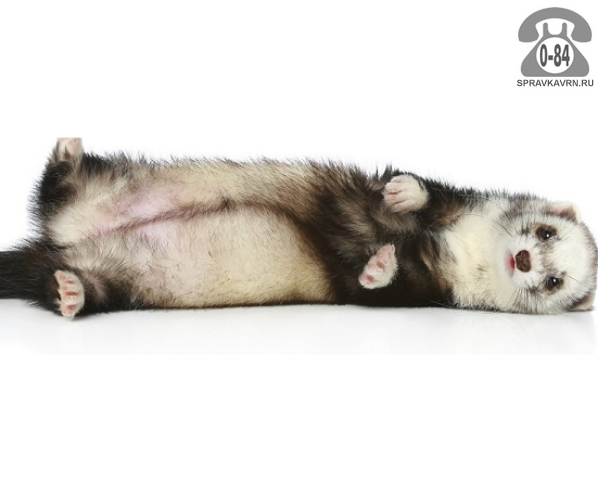 Хирургические услуги для животных